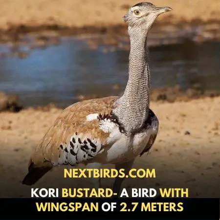 top birds with largest wingspan