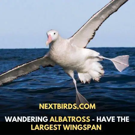 Top-14 Birds with Largest Wingspan around The World