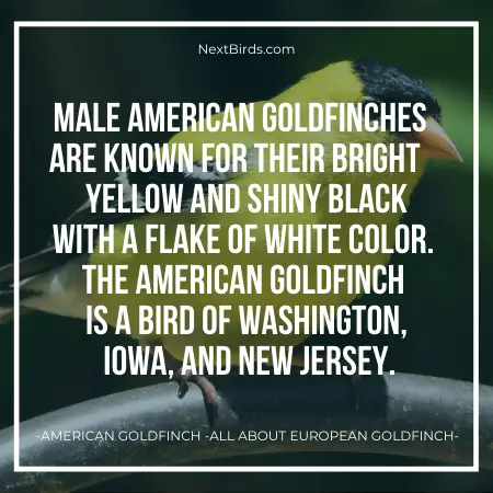 american golfinch is a subspecie of european gold finch 