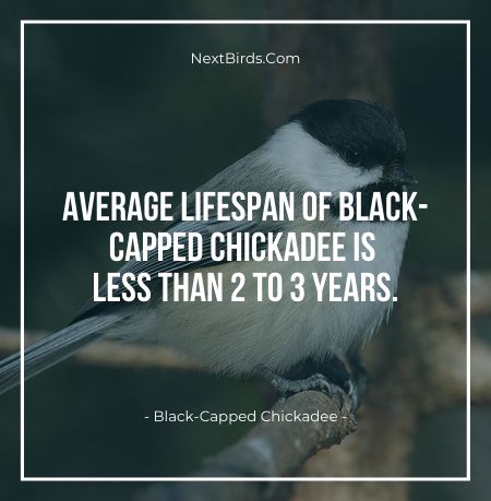 Average Lifepsan Of Black Capped Chickadee Is LEss Than 2 to 3 years