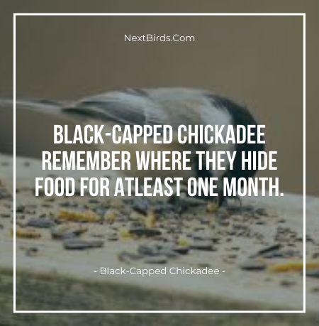Black Capped Chickadee Remeber Where They Hide Food For Atleast One Month
