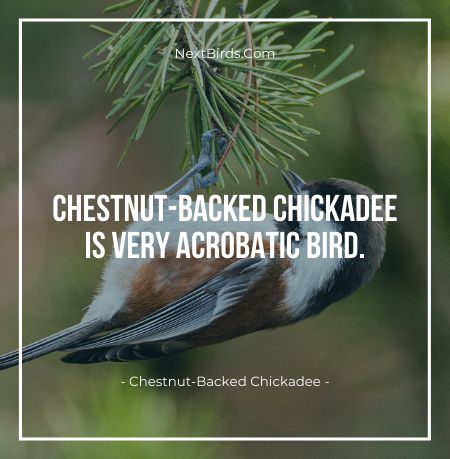 Chestnut Backed Chickadee is very acrobatic bird