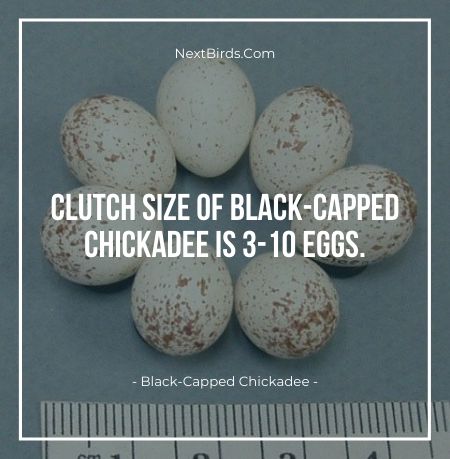 Clutch Size Of Black Capped Chickadee Is 3 to 10 eggs