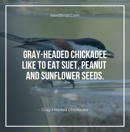 Gray HEaded Chickadee like to eat suet peanut and sunflower
