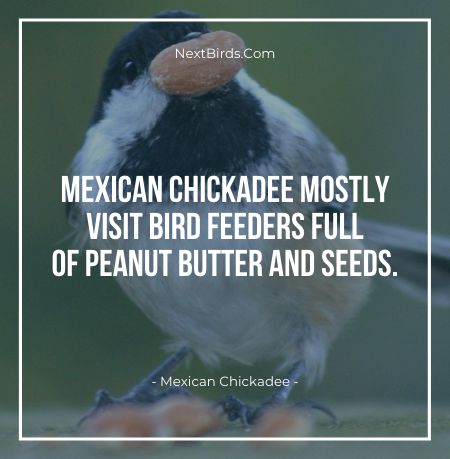 MExican Chickadee mostly visit bird feeders full of peanut butter and seeds