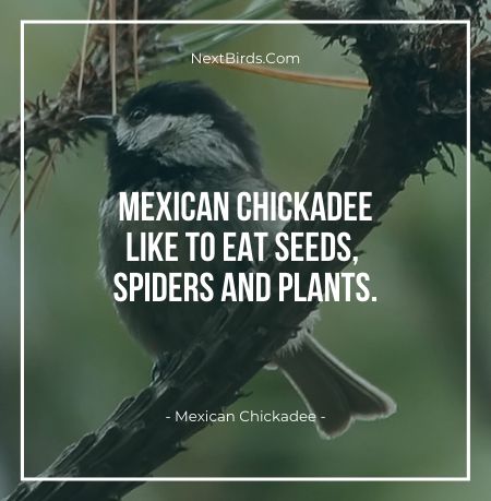 Mexican Chickadee like to eat seeds spiders and plants