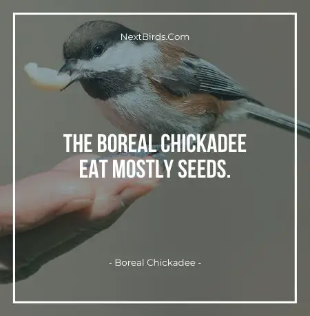 The Boreal Chickadee Eat Mostly Seeds