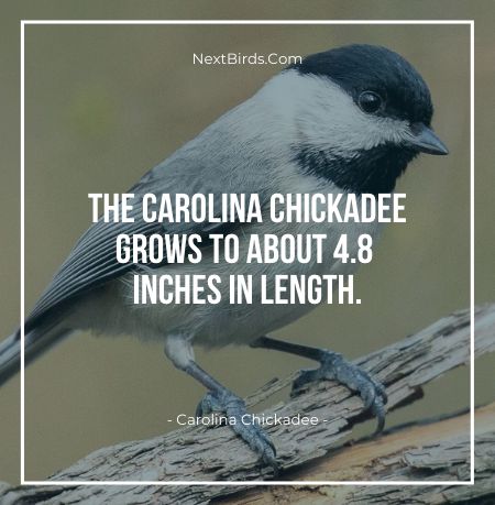 The Carolina Chickadee Grows To About 4.8 Inches In Length