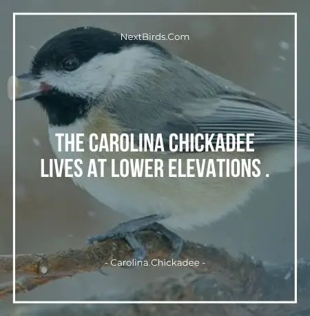 The Carolina Chickadee Lives At Lower Elevations