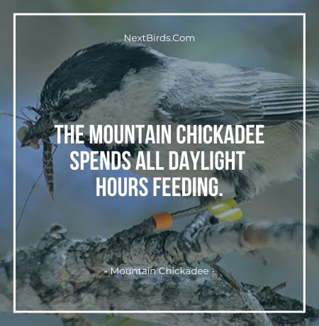 The Mountain Chickadee Spends All Daylight Hours Feeding