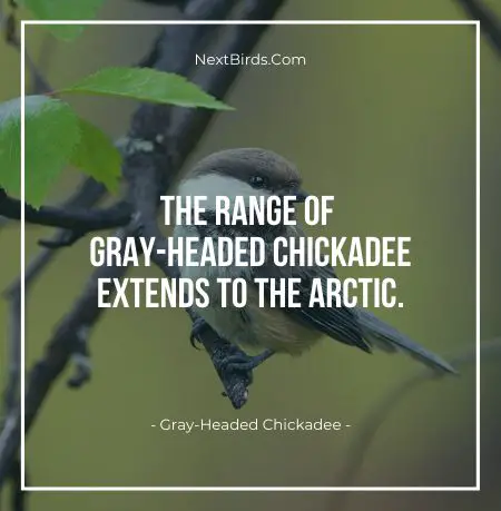 The range of Gray Headed Chickadee extends to the arctic