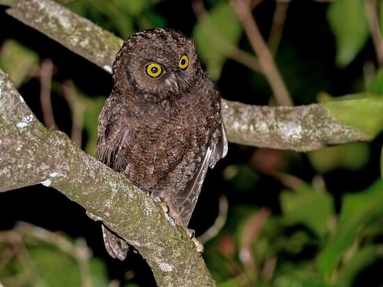 Anjouan scops owl of Comoros