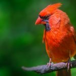 Birds of Canada: Funny, interesting & Unique Facts