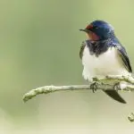 Birds of Ecuador: A Beautiful and Diverse Collection