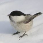 Birds of Finland: Fun Facts You Didn't Know