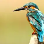 Birds of Hungary - A Checklist