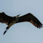 Birds of Montenegro - An Ultimate Guide