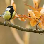 Birds of San Marino: An Introduction to the Local Species