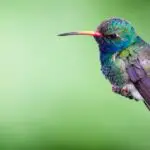 Birds of Sao Tome and Principe: A Unique Wildlife Experience
