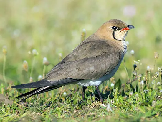 Collared Pratincole of Hungary