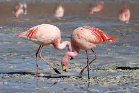 Flamingos are gregarious wading birds