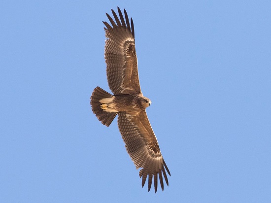Lesser Spotted Eagles of Moldova