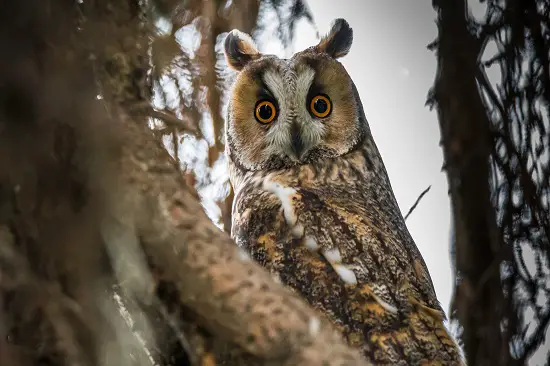 Long-eared Owl of San Marino
