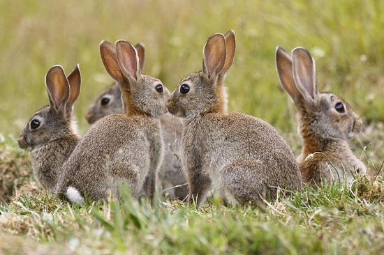 Rabbits of Montenegro