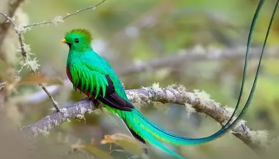 Resplendent Quetzal of Panama