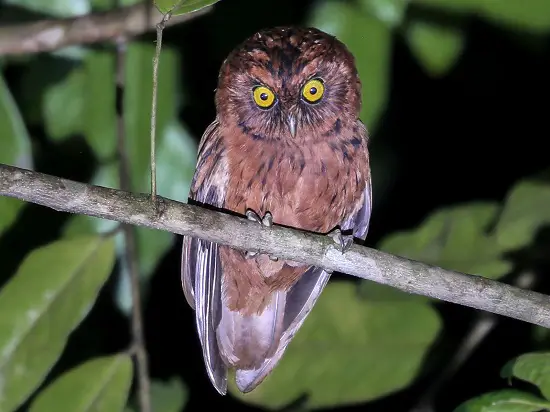 Sao Tome Scops-owl of Gabon