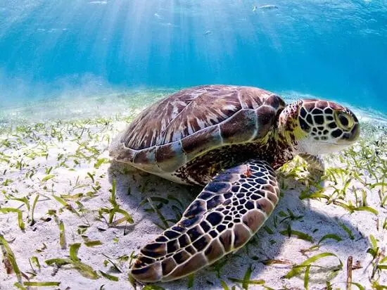 Sea turtles of Sao Tome