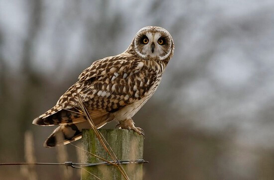 Short-eared Owl of Latvia