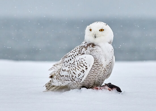 Snowy Owl of Latvia