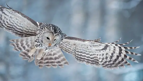 Ural Owl of Norway