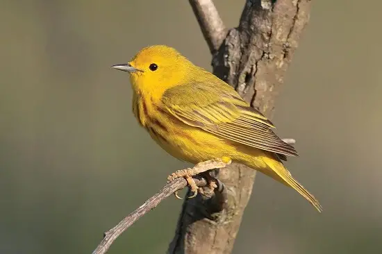 Wood-warblers of Chile
