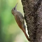 Birds of Guyana: The Many Species of Birds