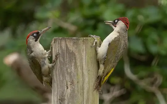 Woodpeckers of Mali