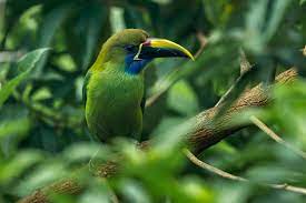 yellow-browed toucanet